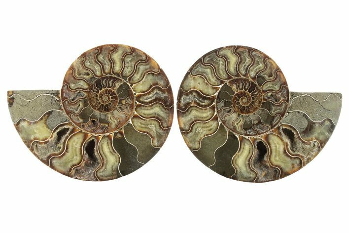Cut & Polished, Agatized Ammonite Fossil - Madagascar #230079